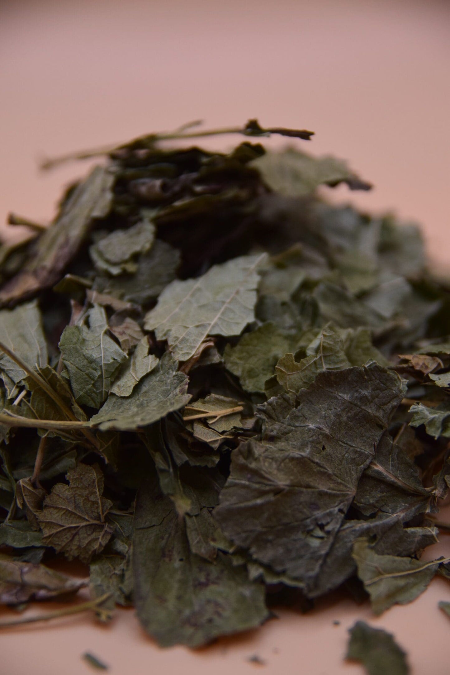 Blackcurrant Leaves image 1