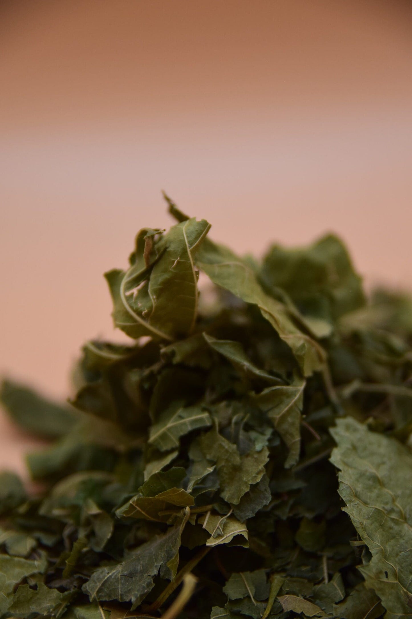 Mulberry Leaves image 1