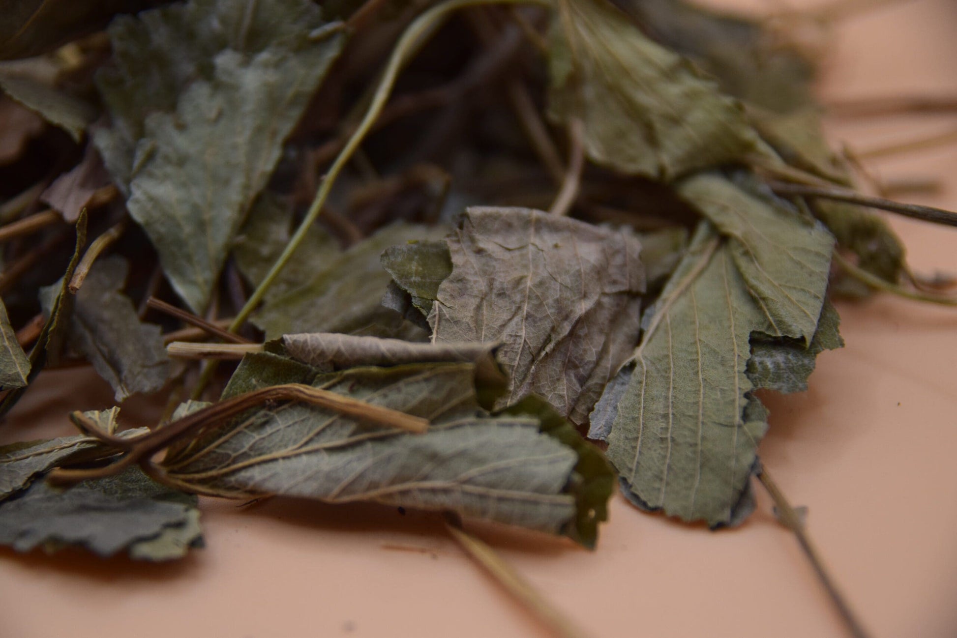 Strawberry Leaves image 2