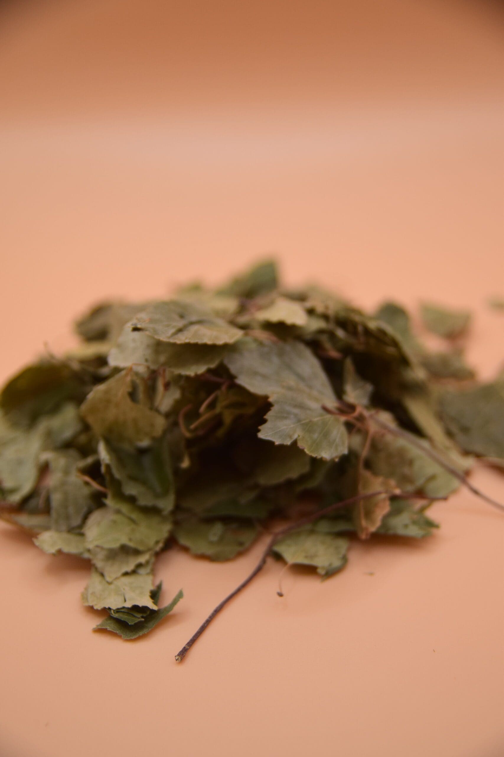 Birch Leaves image 2