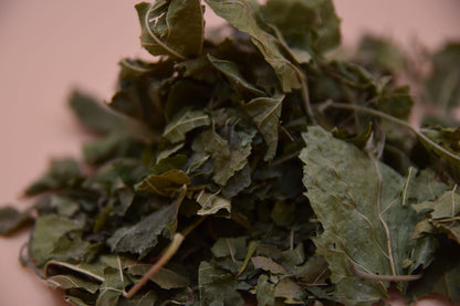 Mulberry Leaves image 2