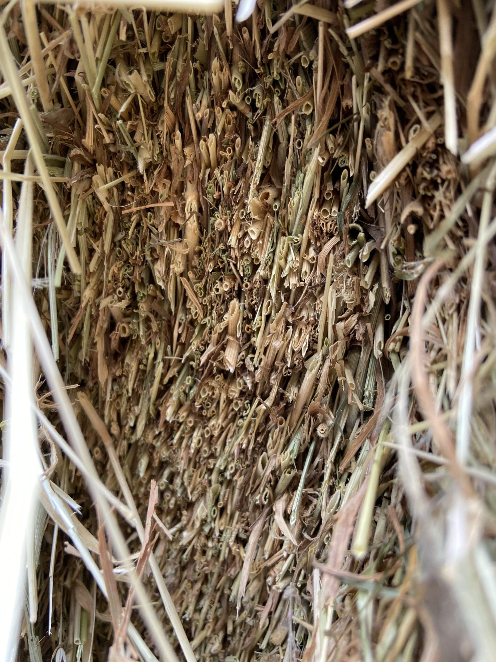 Summer Clover Hay image 6