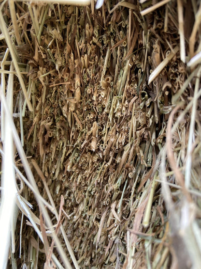 Summer Clover Hay image 6