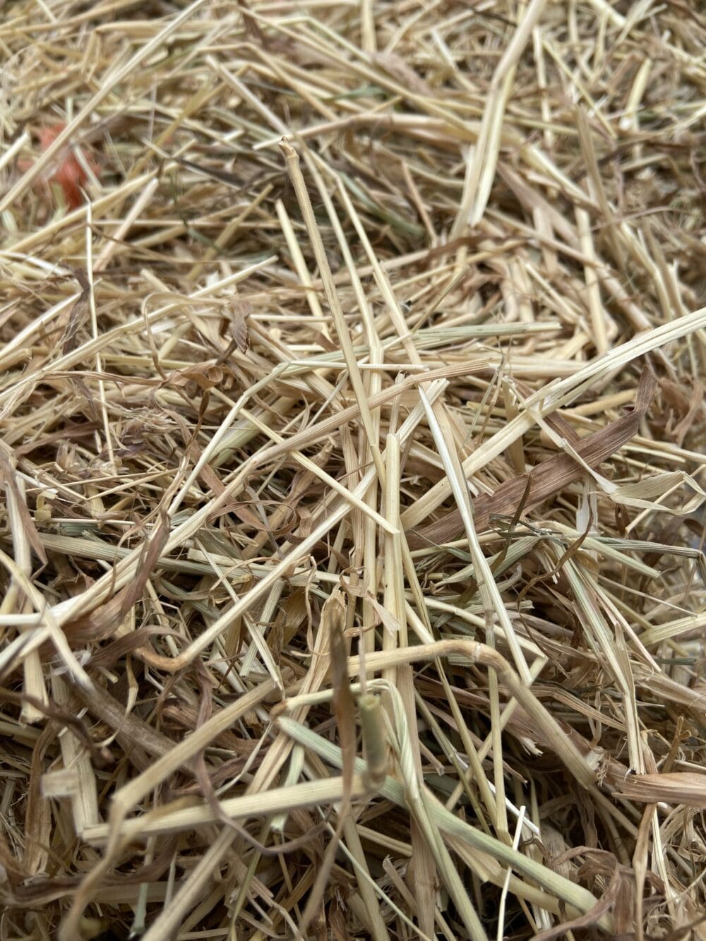 summer clover hay