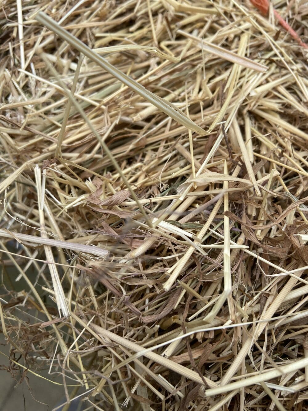 summer clover hay