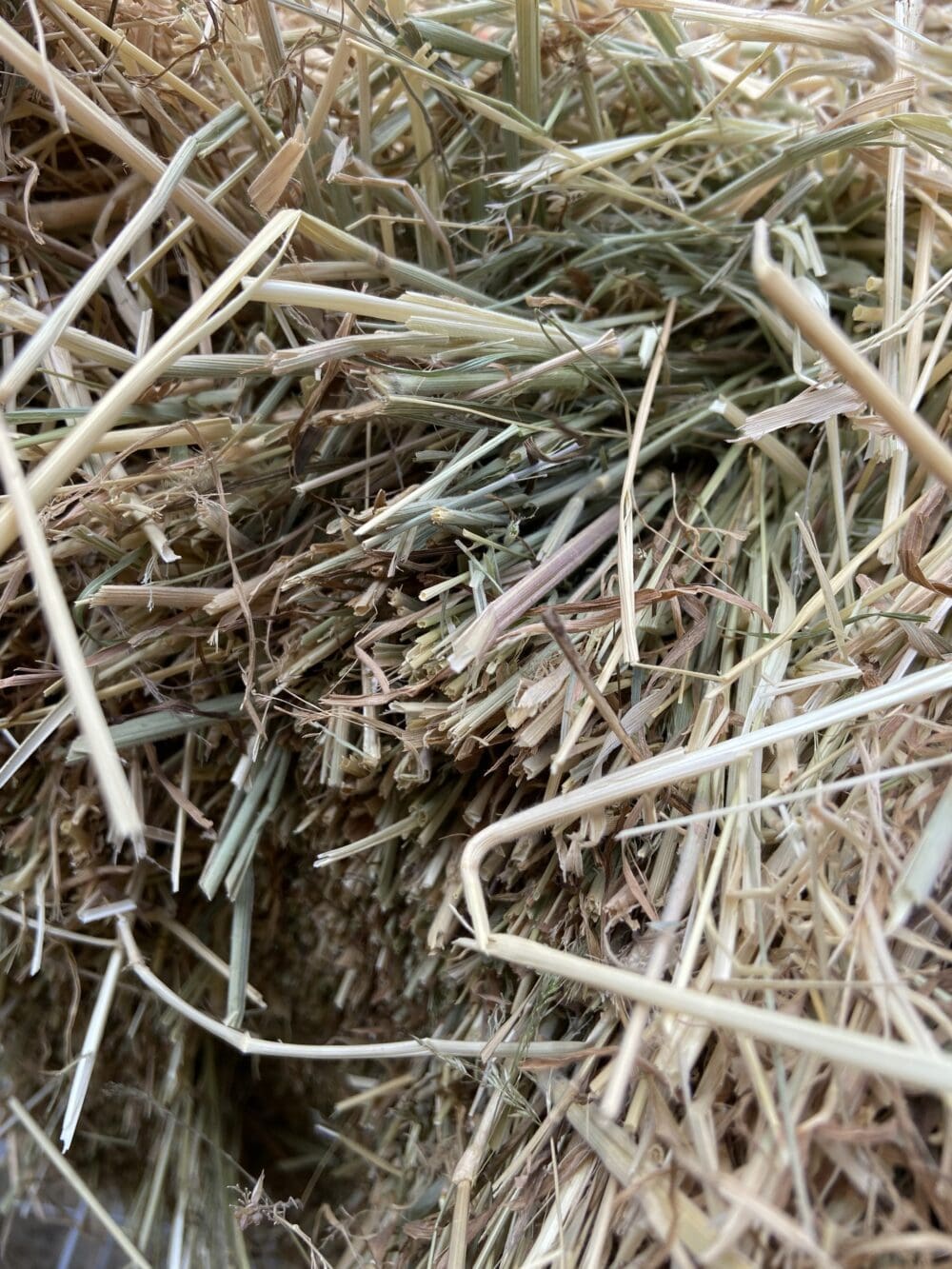 summer clover hay