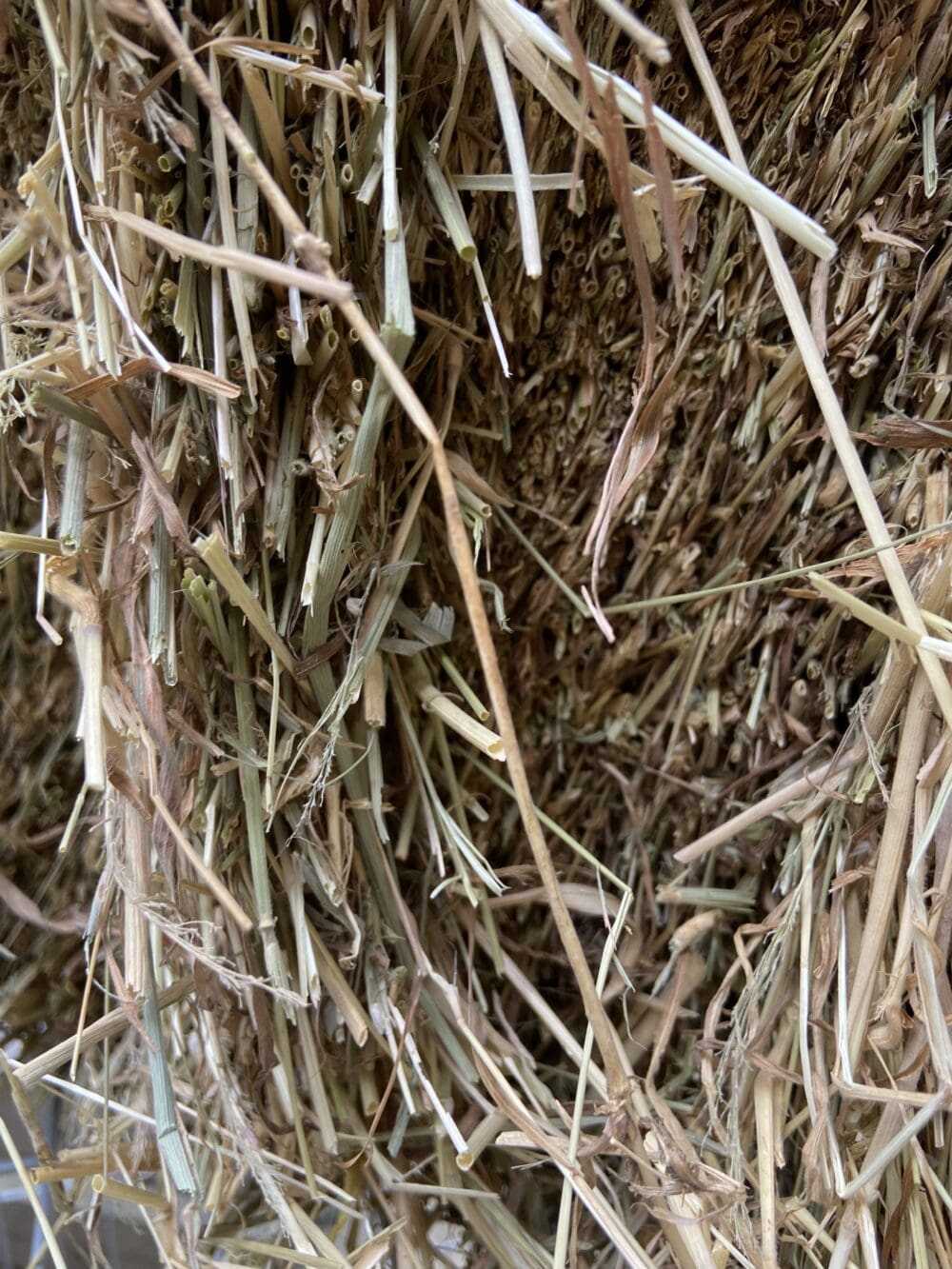 summer clover hay