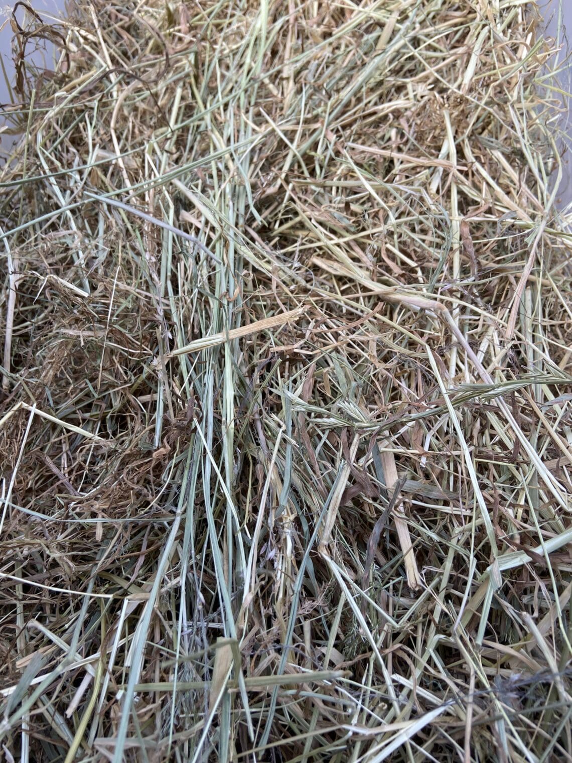 summer clover hay